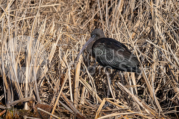 Glossy ibis in dry vegetation