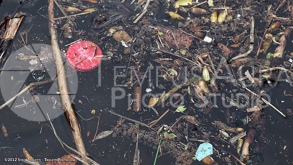 Trash Littering the banks of Montreal's Île-de-la-Visitation Nature Park