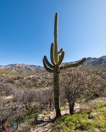 Saguaro Cactus Arizona