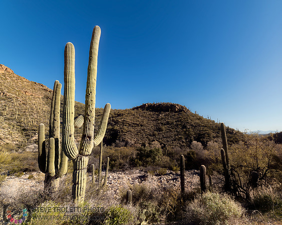Saguaro Cactus Arizona