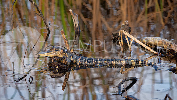 Baby Gator in the swamp
