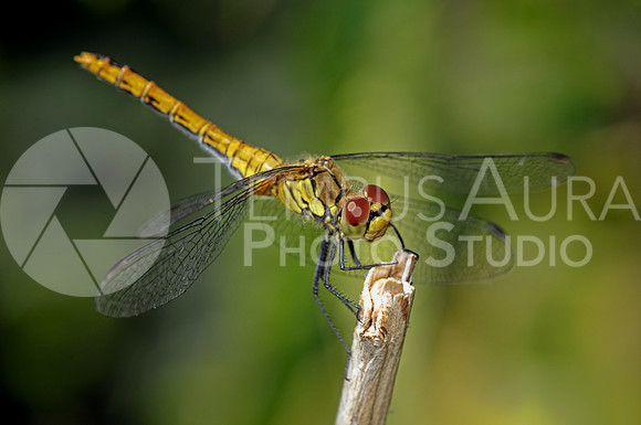 Yellow-winged darter / Sympétrum jaune d'or (Sympetrum flaveolum)