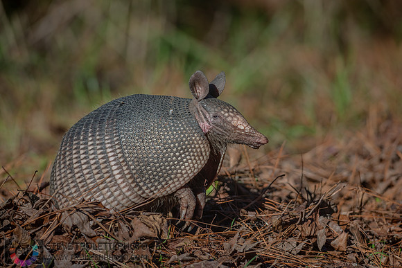 Nine-banded armadillo