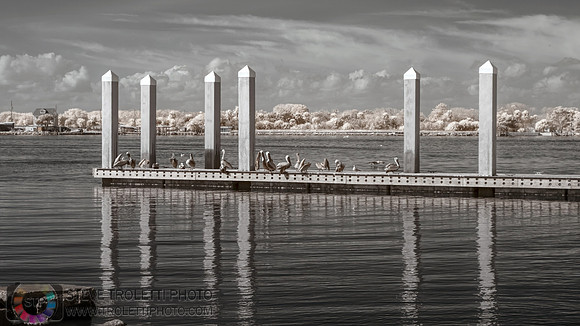Brown pelicans along a dock - Infrared