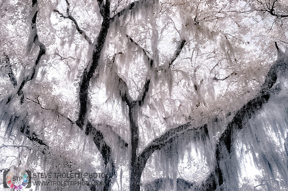 Live Oak Tree and Spanish Moss - Infrared