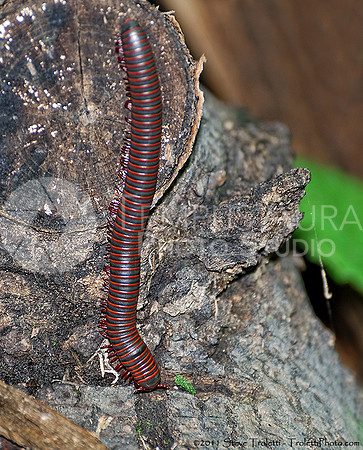 Narceus americanus - large North American millipede