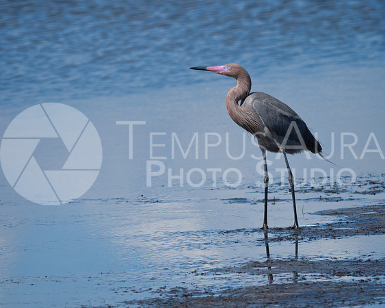 Reddish egret / Aigrette roussâtre