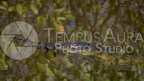 American Alligator with Glossy Ibis in mouth