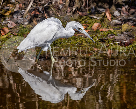 Immature Little Blue Heron