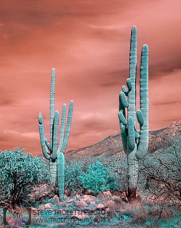 Saguaro Cactus - Arizona - INFRARED
