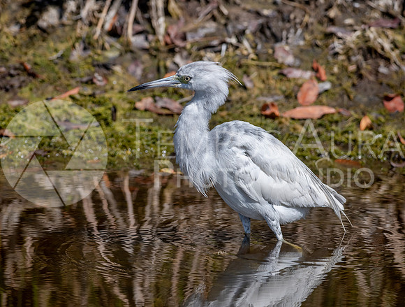 Immature Little Blue Heron