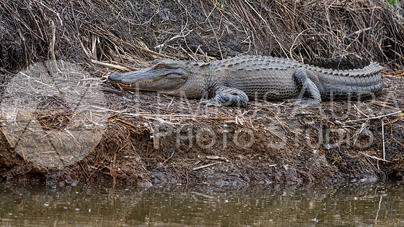 American Alligator