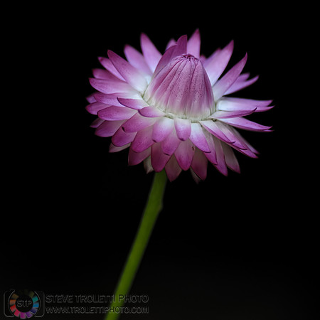 Berkheya purpurea