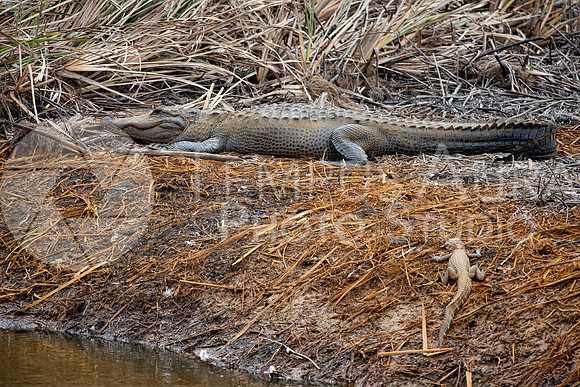 Large and small American Alligator