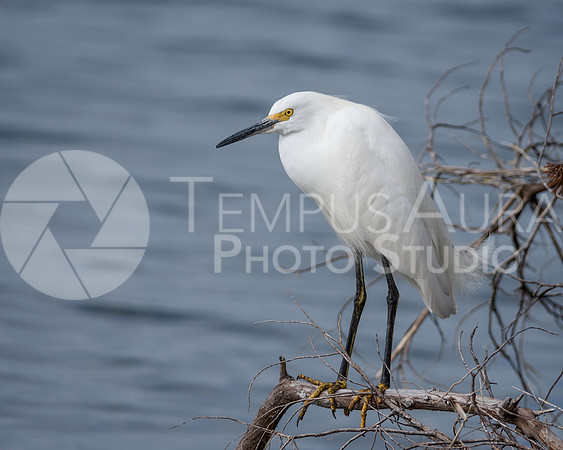 Snowy egret perched on a branch