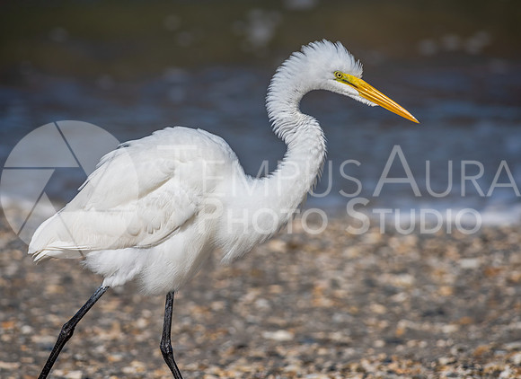 Great egret (Ardea alba)