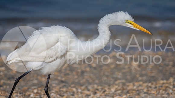 Great egret (Ardea alba)