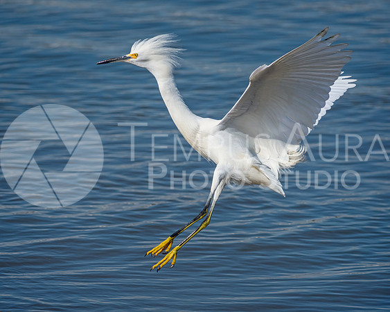 Snowy egret (Egretta thula)