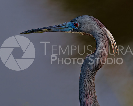 Portrait of a Tricolored heron (BREEDING)