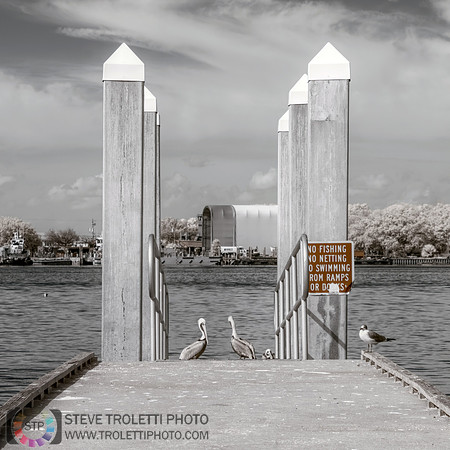 Brown pelicans on a dock - Infrared