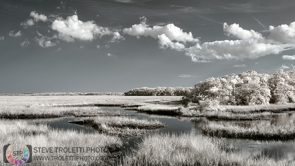 Northern Florida Salt Grasses - IR