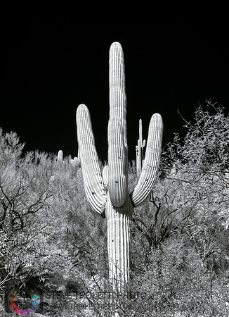 Saguaro Cactus - Arizona - INFRARED