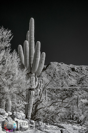Saguaro Cactus - Arizona - INFRARED