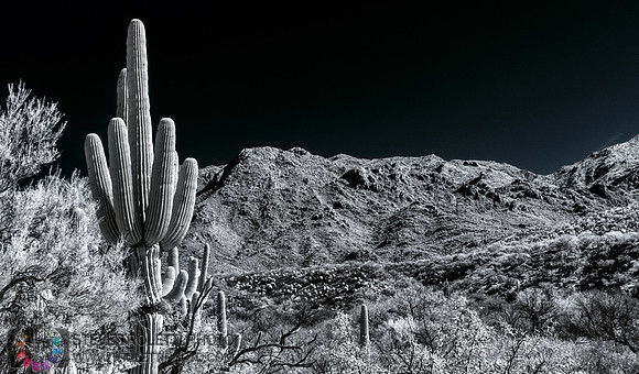 Saguaro Cactus - Arizona - INFRARED