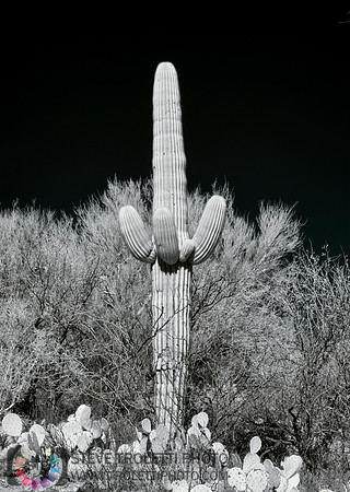 Saguaro Cactus - Arizona - INFRARED