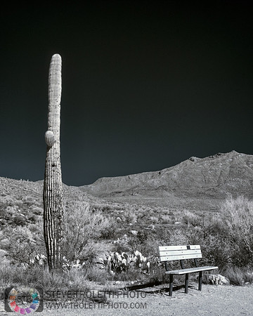 Saguaro Cactus - Arizona - INFRARED