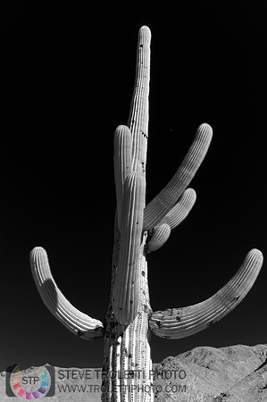 Saguaro Cactus - Arizona - INFRARED