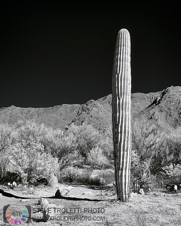 Saguaro Cactus - Arizona - INFRARED
