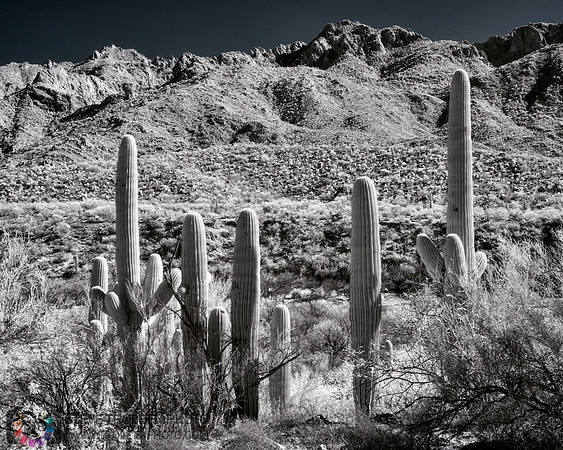 Saguaro Cactus - Arizona - INFRARED