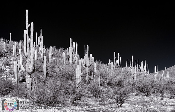 Saguaro Cactus - Arizona - INFRARED
