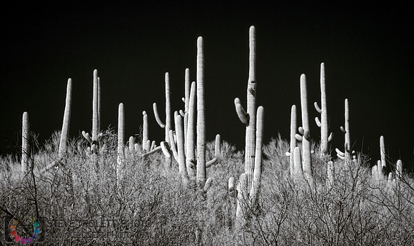 Saguaro Cactus - Arizona - INFRARED