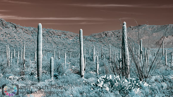 Saguaro Cactus - Arizona - INFRARED