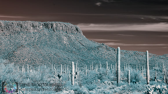 Saguaro Cactus - Arizona - INFRARED