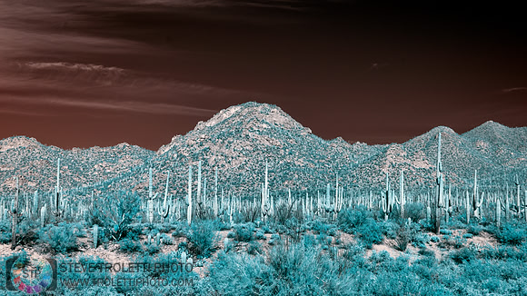 Saguaro Cactus - Arizona - INFRARED