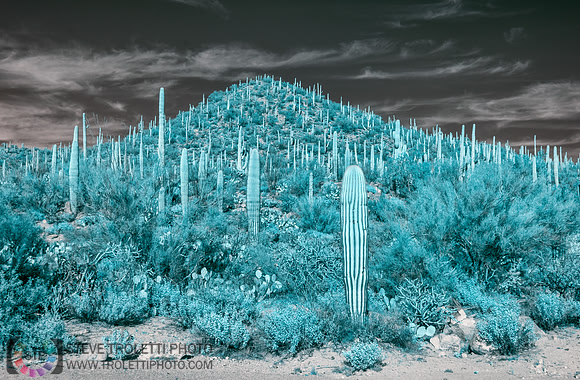 Saguaro Cactus - Arizona - INFRARED