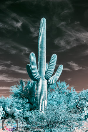 Saguaro Cactus - Arizona - INFRARED