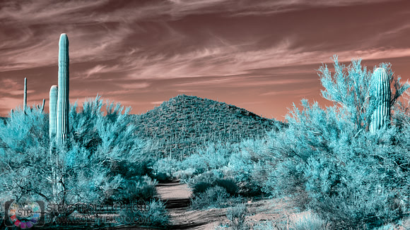 Saguaro Cactus - Arizona - INFRARED
