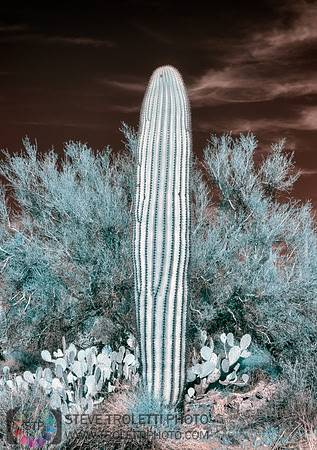 Saguaro Cactus - Arizona - INFRARED