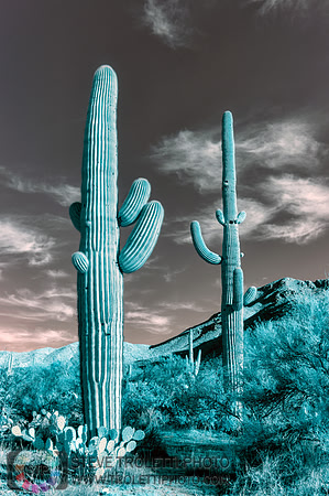 Saguaro Cactus - Arizona - INFRARED