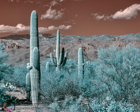 Saguaro Cactus - Arizona - INFRARED
