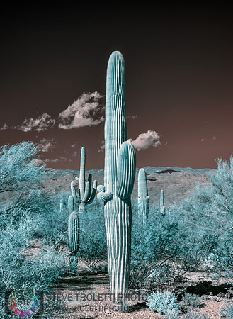 Saguaro Cactus - Arizona - INFRARED