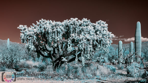Saguaro Cactus - Arizona - INFRARED