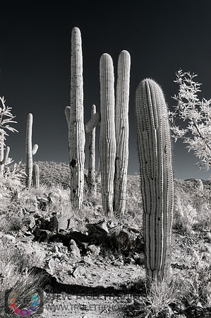 Saguaro Cactus - Arizona - INFRARED