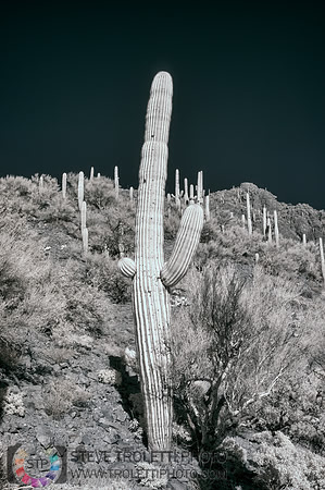Saguaro Cactus - Arizona - INFRARED