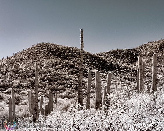 Saguaro Cactus - Arizona - INFRARED