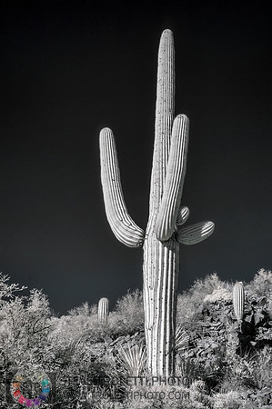 Saguaro Cactus - Arizona - INFRARED